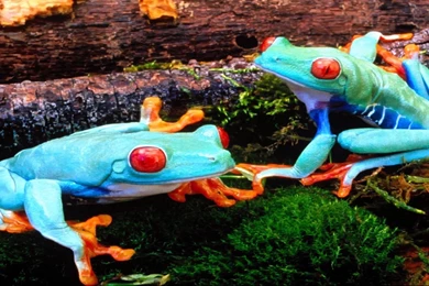 Animal Wallpapers For Computer   Wallpapers Online