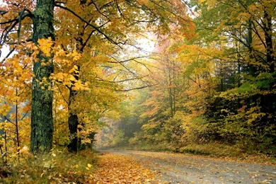 Desktop Backgrounds Wallpapers Free Download   2 Items