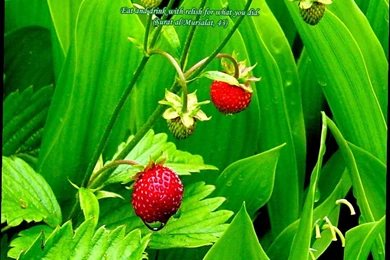 Desktop Backgrounds Wallpapers Free Download   2 Items