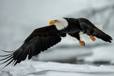 164 Bald Eagle HD Wallpapers
