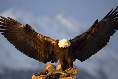 Hd eagle wallpaper with big eagle spreading his wings eagle ...