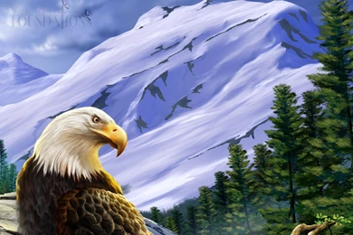 Birds: Trikerider Beautiful Gorgeous Bird Handsome Eagle Wallpapers ...