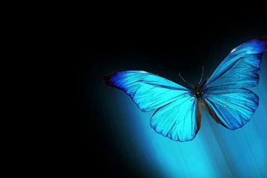 Butterfly HD Wallpapers   Wallpapers Cave