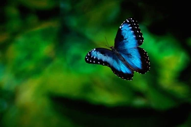 Butterfly Wallpapers For Walls   Wallpapers HD Fine