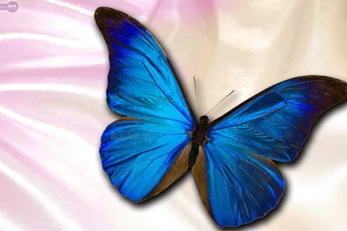 Butterfly Wallpapers « Animal Spot