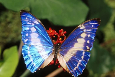Free Wallpicz: Wallpapers Desktop Butterfly