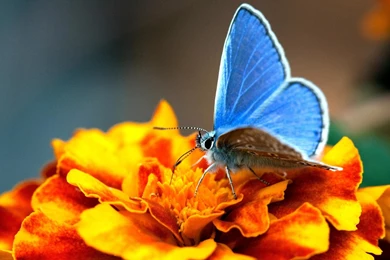 Download Flower And Butterfly Best Wallpapers Photos