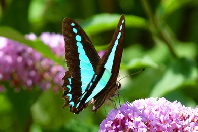 Best Butterfly Photo Collection.   BestePics