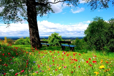 Flowers In The Park Hd Wallpaper Backgrounds 1920x1200 Hd ...