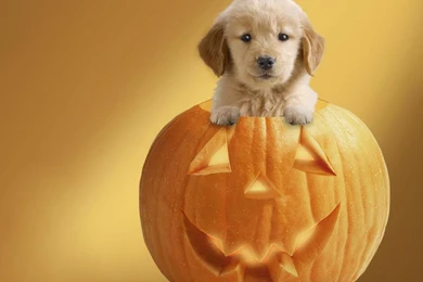 513 Halloween HD Wallpapers