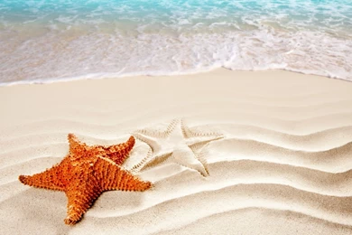 Orange Sea Star Wallpapers