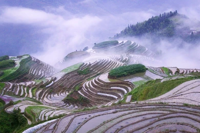 Rice Terraces In Early Morning Mist 2C Guangxi Province 2C China ...