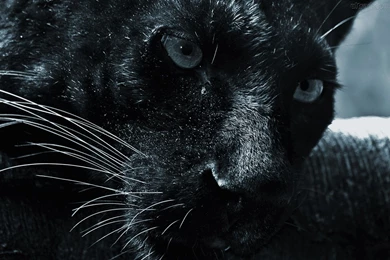 Black Jaguar Animal Wallpaper HD.jpg