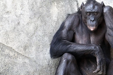 Category: Animal Gallery Wallpapers Page 2 Of 5 ›› Page 2