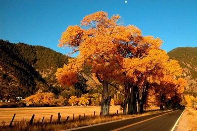 Fall Season Wallpapers   Crazy Frankenstein