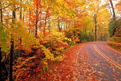 Fall Colors Wallpapers   Crazy Frankenstein