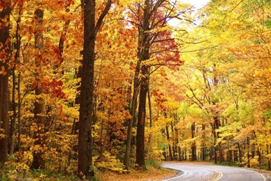 Fall Colors Wallpapers   Crazy Frankenstein