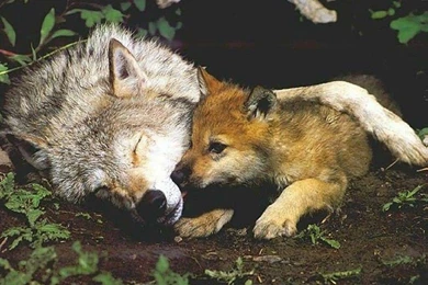 Dogs: Like Momma Love Dogs Animals Wolf Pup Free Download ...
