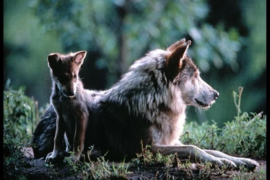 Wichita, Kansas, Wolf Mom And Pup, 1997, Photo Of The Day, Picture ...