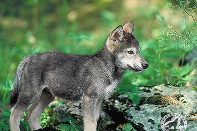 Wolf Puppy Pictures   Widescreen HD Wallpapers