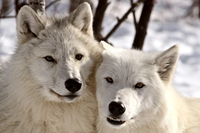 German shepherd puppy