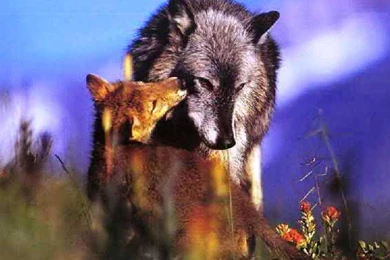 WOLF MOTHER AND PUP WALLPAPER   (
