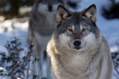 Hd gray wolf pup pics.jpg