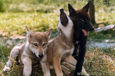 Dogs: Wolf Pup Howls Puppies Howling Black Animals Wolves Pups ...
