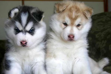 Wolf Pups   Wolves<3 Wallpapers