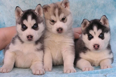 Download Husky Puppy Wallpapers Desktop