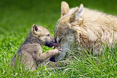 Mother Wolf And Pup (© Ronald Wittek/age Fotostock)