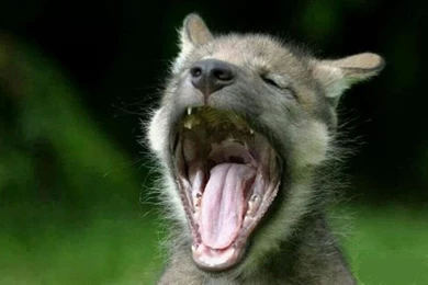 Other: Wolf Pup Art White Wisdom Timber Howling Saying Canislupus ...