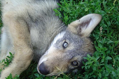 DeviantArt: More Like Wolf Puppy 1 By Dabomb4097