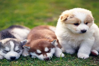 Hd cute wolf pup pics.jpg