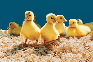 Animal Wallpapers HD Backgrounds Desktop Download • IPhones Wallpapers