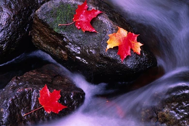 Gallery For   Free Canada Desktop Wallpapers