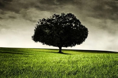 Six Feet Under   Tree