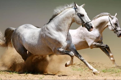 1366x768 Double Horses Galloping For Your PC Wallpapers Desktop ...