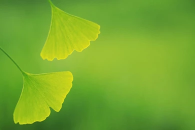 Ginkgo biloba green hd wallpaper 1680x1050.jpg   Gujarat Bio ...