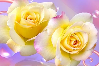 Free Yellow Rose Wallpapers   Wallpapers Cave