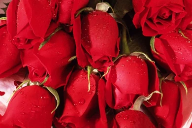 Only Red Roses High Quality Wallpapers