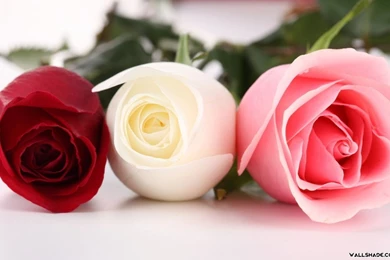 Roses Desktop Wallpapers   Wallpapers Cave