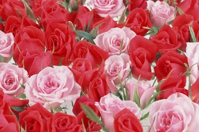 Beautiful flowers wallpapers for desktop free download.jpg