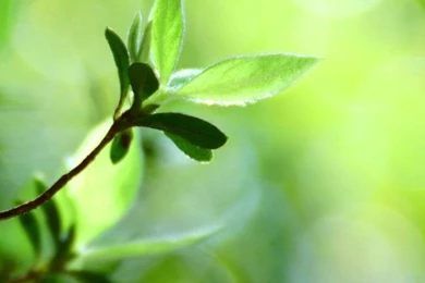 Natural landscape mobile wallpapers 640x960 06.jpg