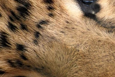 Download Wallpapers 640x1136 Leopard, Eyes, Face, Spotted iPhone 5S ...