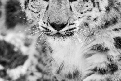 Download Wallpapers 750x1334 Snow Leopard, Snow, Hunting, Attention ...