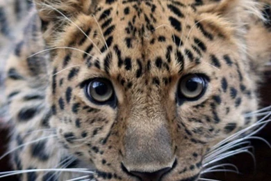 Download HD Leopard iPhone Backgrounds 3.jpg