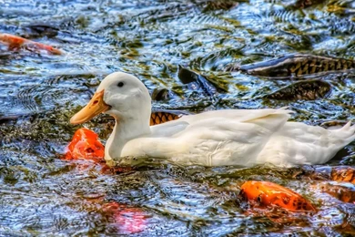 Download Wallpapers 1920x1080 Carp, Pond, Duck, Water, Fish Full HD ...