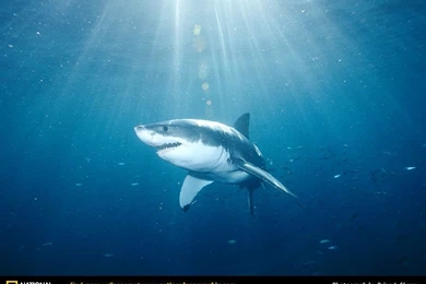 Great White Shark Picture, Great White Shark Desktop Wallpapers ...