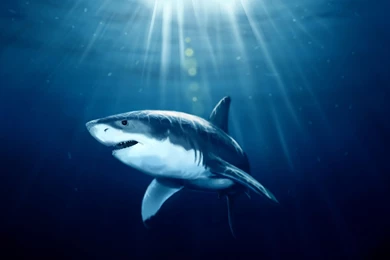 Shark Wallpapers Wonderful 2002 Backgrounds Version